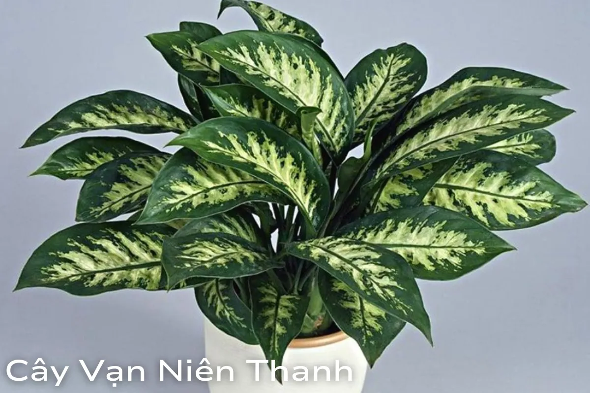 Cây phong thủy hợp tuổi Dần mang nhiều may mắn và tài lộc cho gia chủ