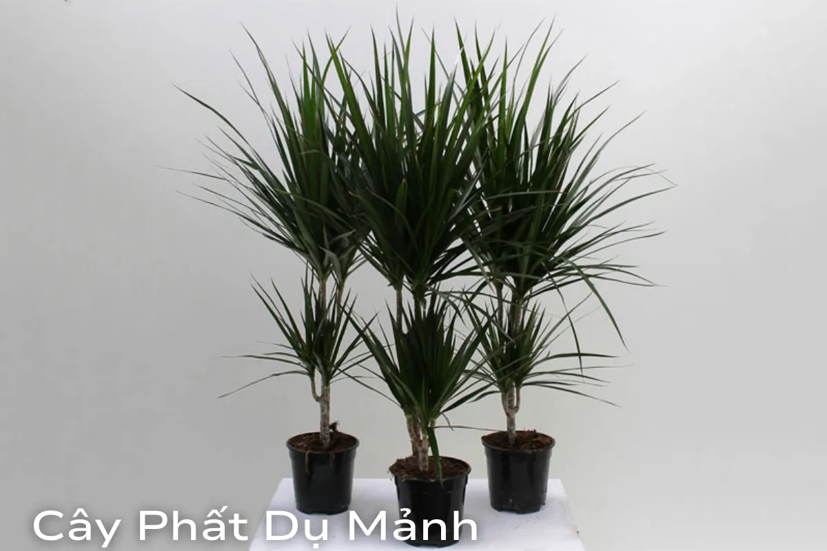 Cây Phất Dụ Mảnh