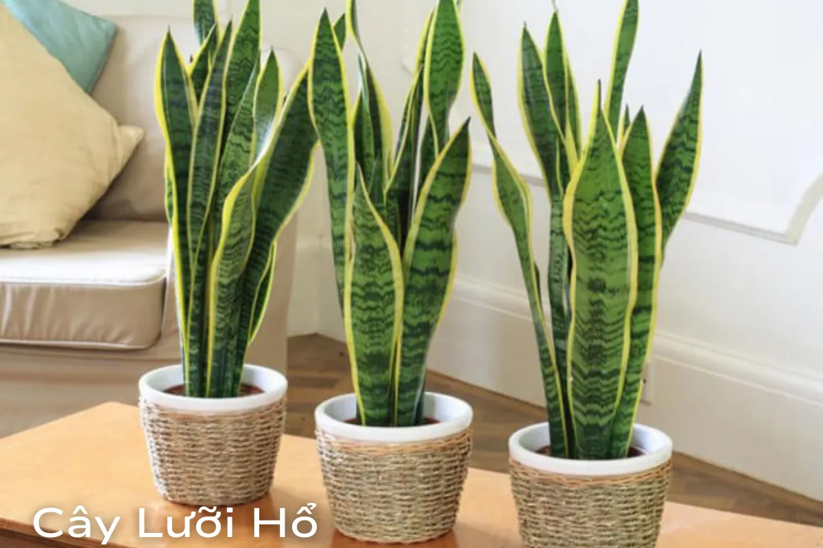 Cây Lưỡi Hổ