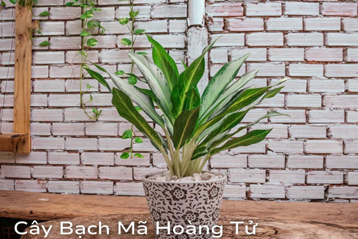 Cây Bạch Mã Hoàng Tử