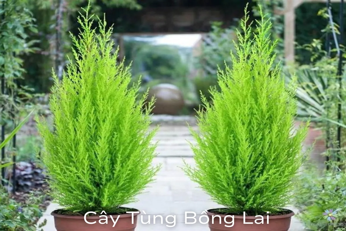 Cây Tùng Bồng Lai