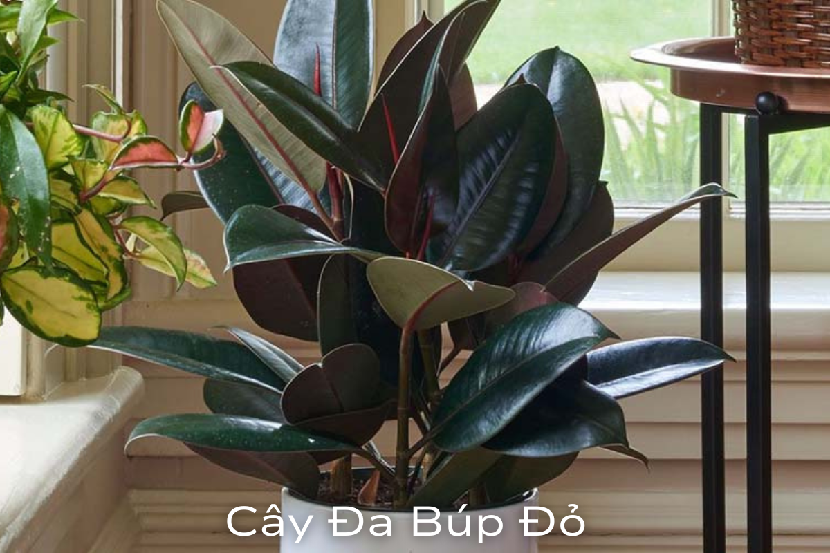 Cây phong thủy hợp tuổi Hợi: Bí quyết thu hút vượng khí và tài lộc
