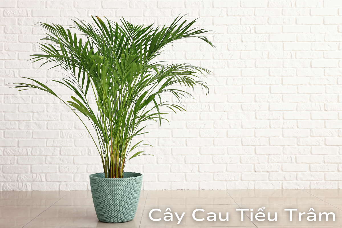 Cây Cau Tiểu Trâm