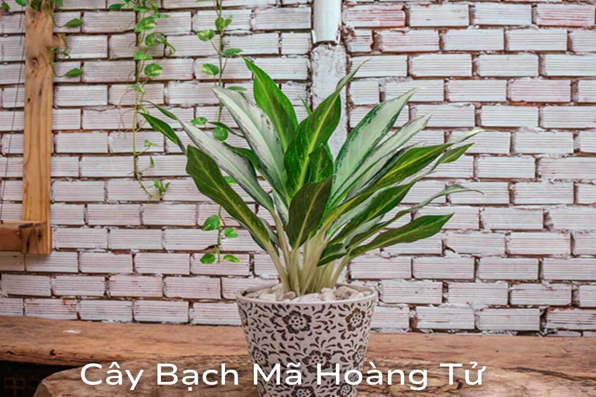 Cây Bạch Mã Hoàng Tử