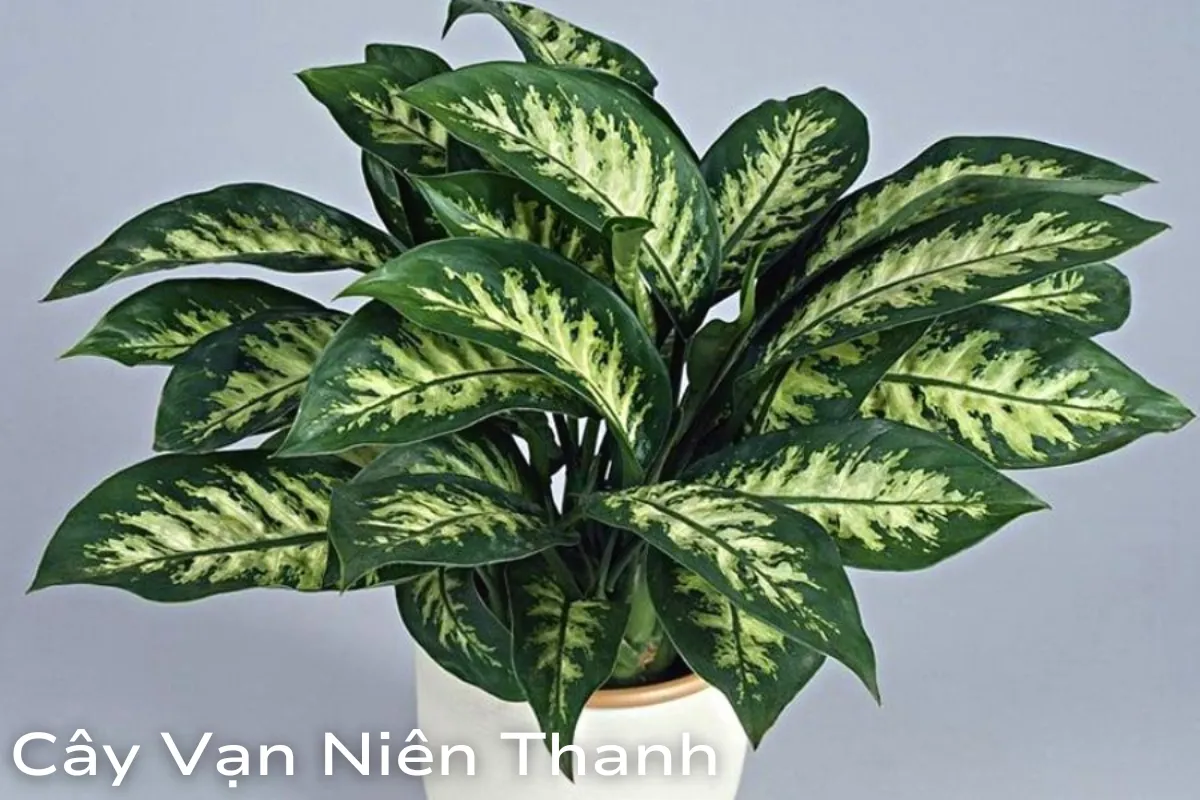 viết mở bài dài 300 từ cho bài viết: Cây phong thủy hợp tuổi Ngọ: Lựa chọn may mắn cho ngôi nhà bạn
