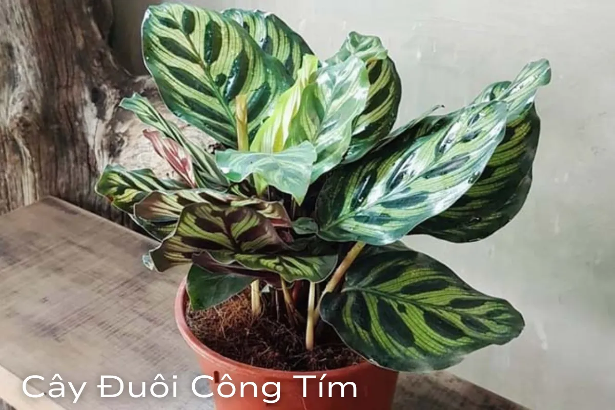 Cây phong thủy hợp tuổi Thân Bật mí cách chọn cây mang lại tài lộc và may mắn