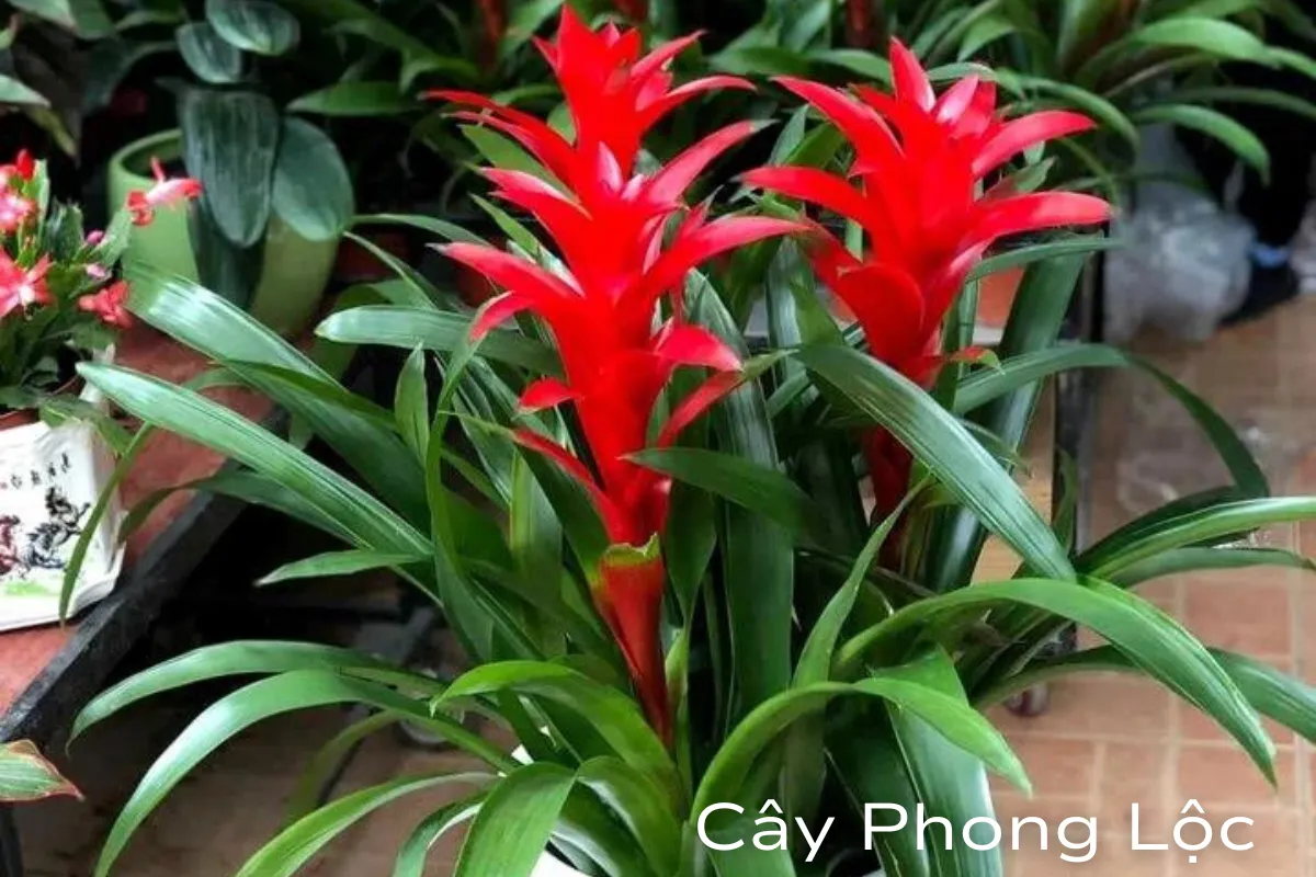 Cây phong thủy hợp tuổi Thân Bật mí cách chọn cây mang lại tài lộc và may mắn