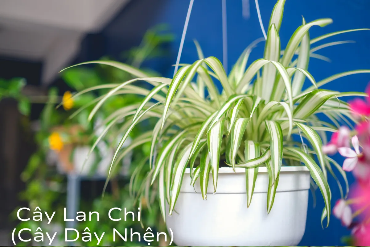 Cây Dây Nhện