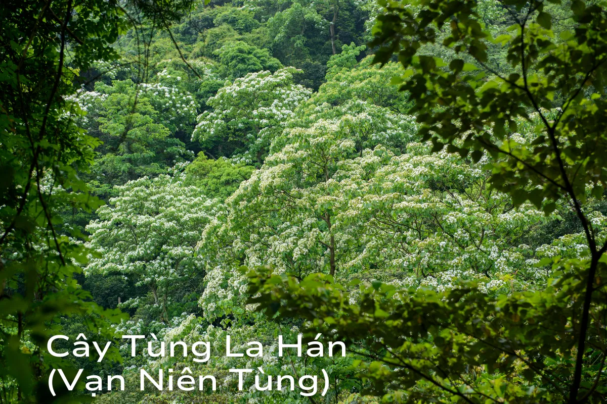 Cây Tùng La Hán
