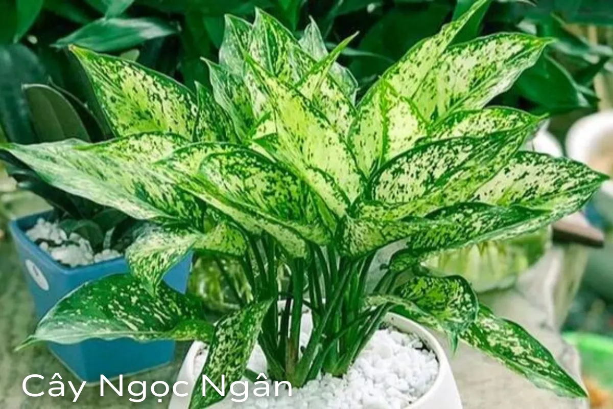 Cây phong thủy hợp tuổi Thìn Lựa chọn phù hợp để đón tài lộc và may mắn