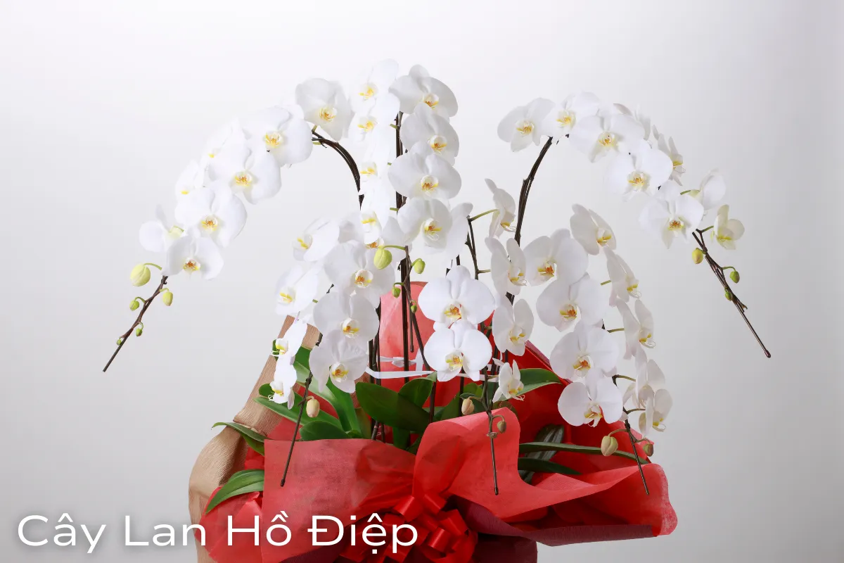 Cây Lan Hồ Điệp