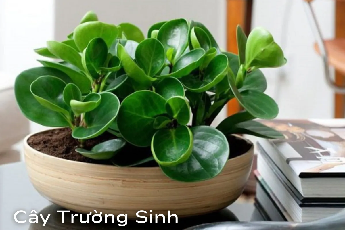 Cây Trường Sinh