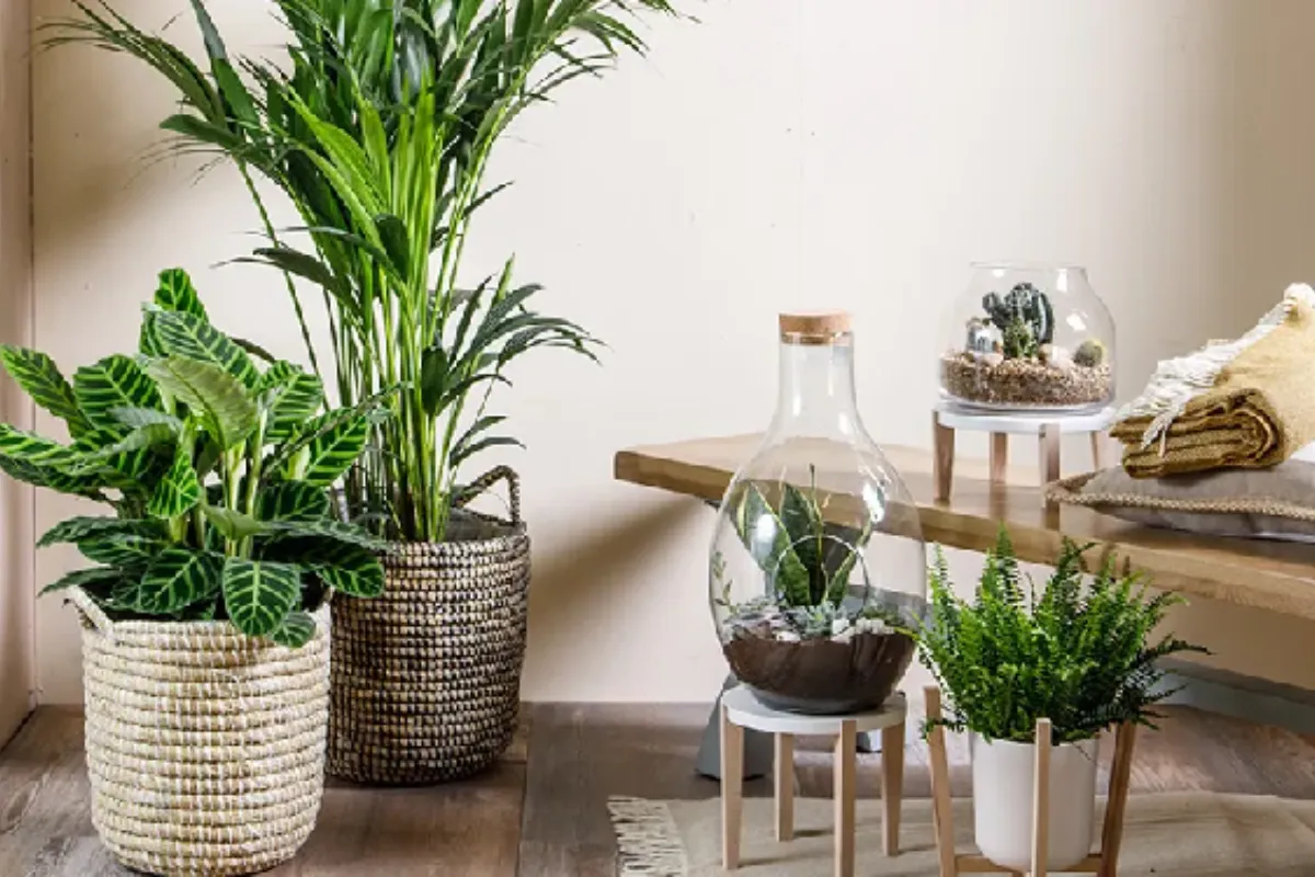 Có nên tưới nước vào buổi tối