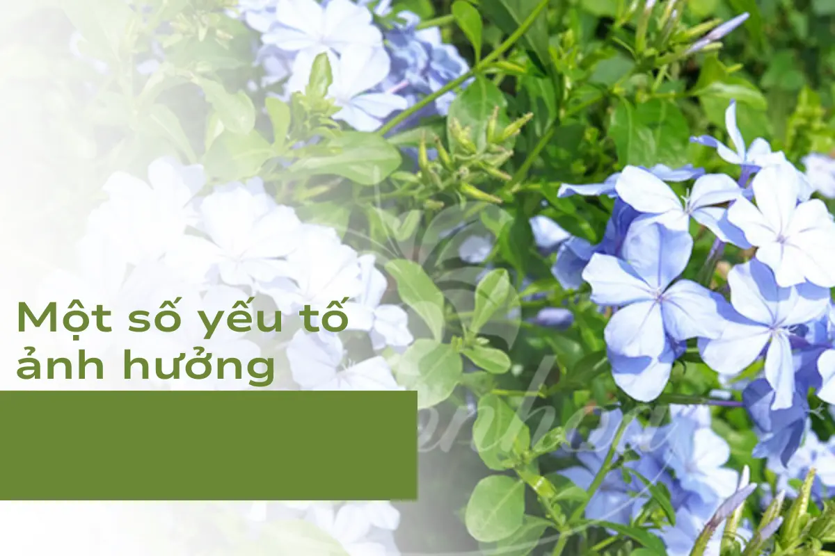 Am-nhac-anh-huong-the-nao-den-qua-trinh-phat-trien-cua-cay-canh