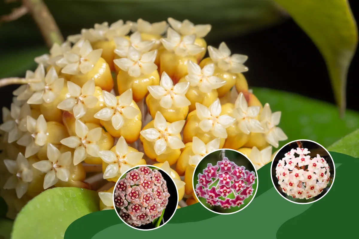 Đặc điểm sinh trưởng của cây Hoa Lan Cẩm Cù