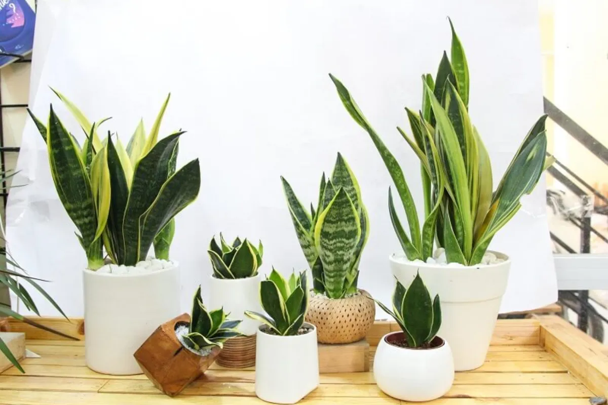 Cây Lưỡi Hổ đặt ở trong phòng khách giúp gia tăng may mắn và thu hút tài lộc