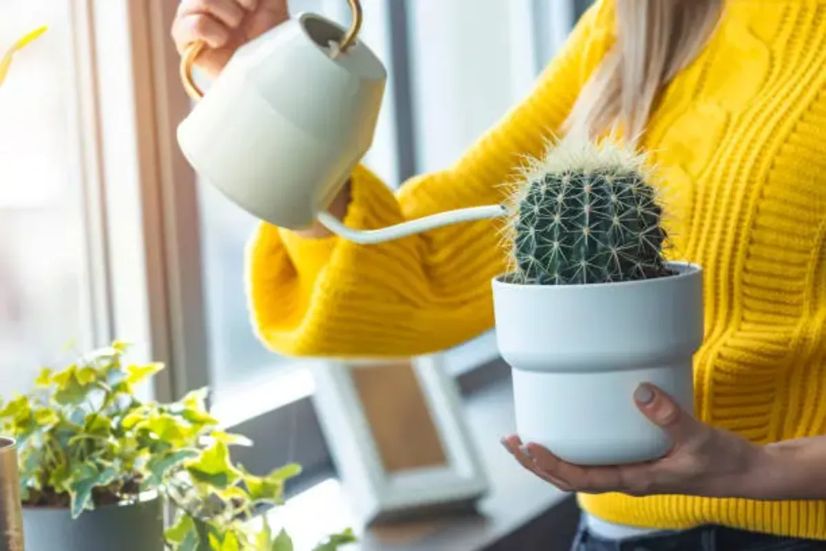 Đẩy nhanh quá trình quang hợp của cây xanh