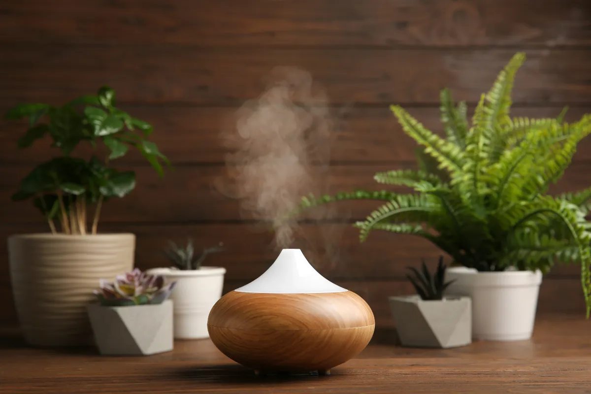 Duy trì độ ẩm nhất định cho cây