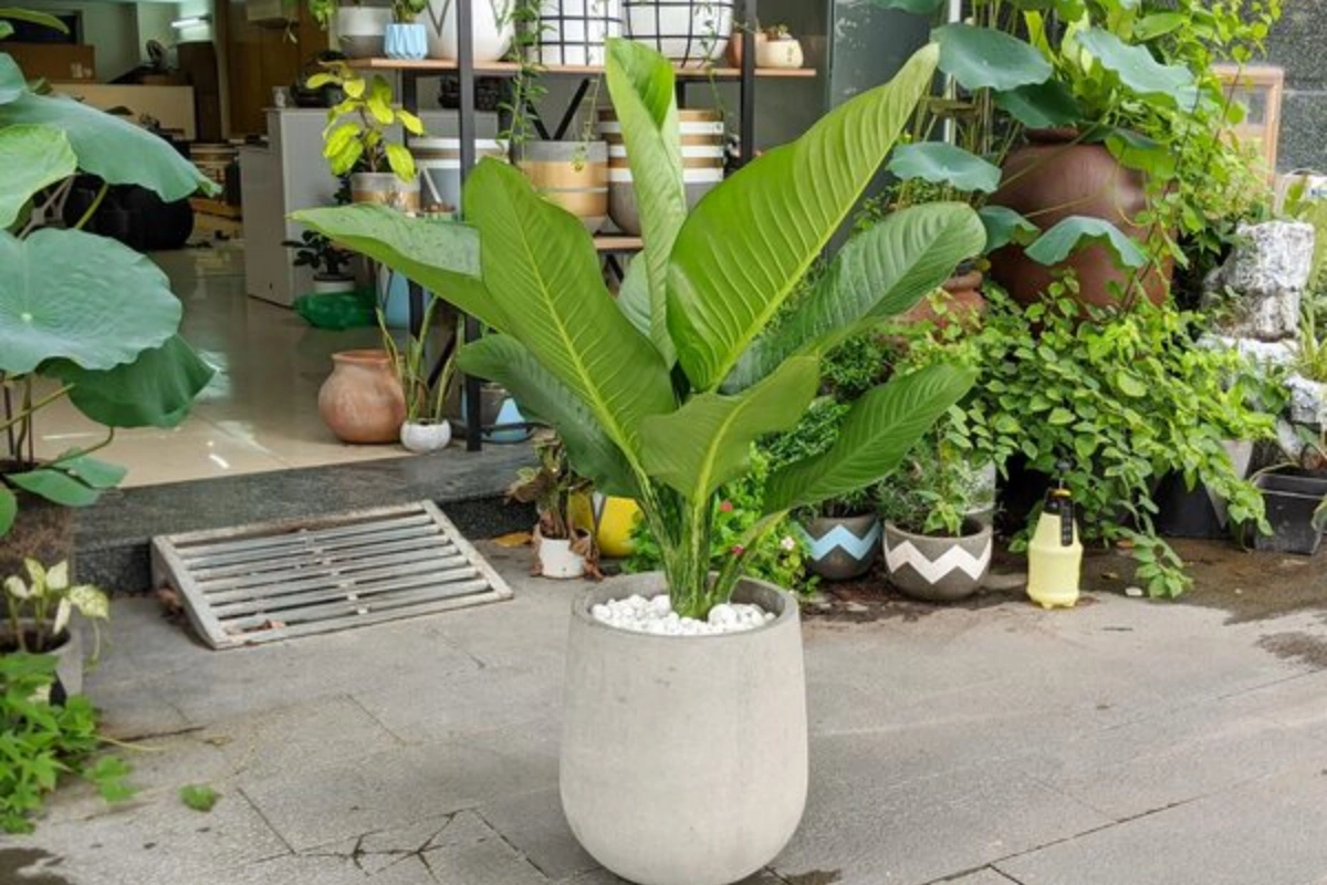 Tạo sự kết hợp hoàn hảo nhất cho sân vườn