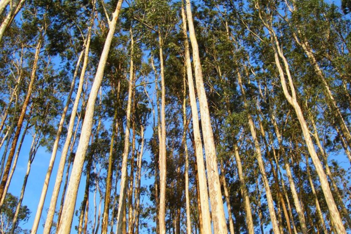 Cây bạch đàn