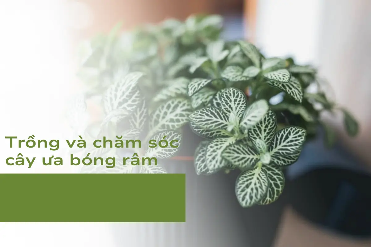 Trồng và chăm sóc cây ưa bóng râm