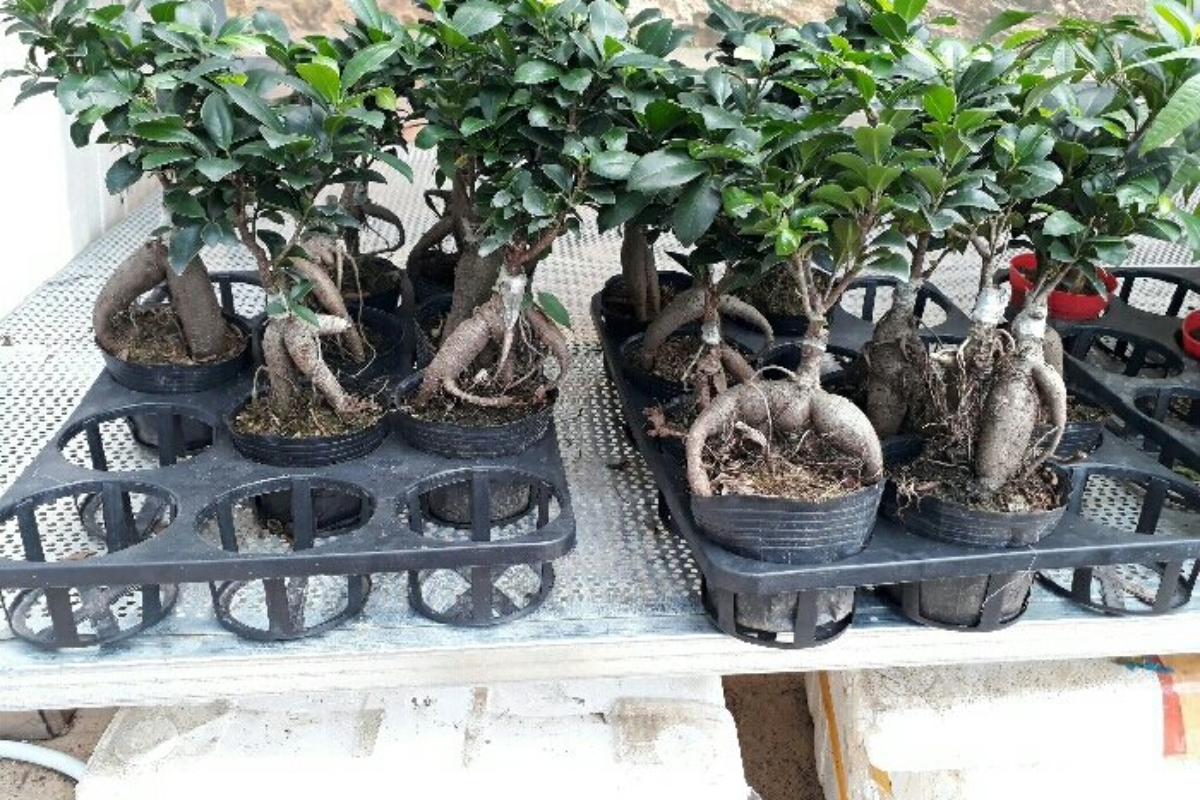 Các loại cây nguyên liệu phổ biến hiện nay