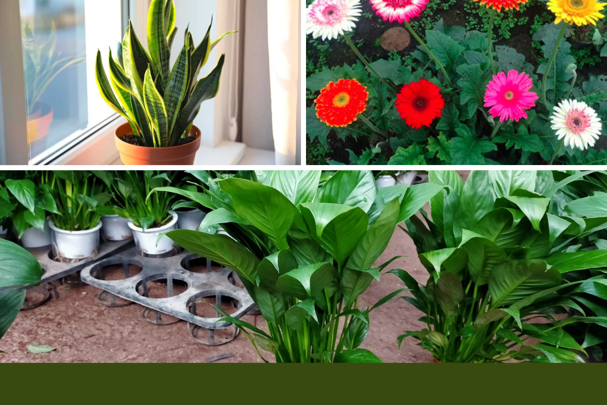 Thanh lọc không khí trồng cây gì P2