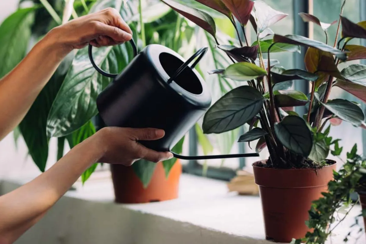 Tưới nước vào buổi sáng sẽ giúp giảm nguy cơ mắc phải các bệnh thường gặp ở cây cảnh