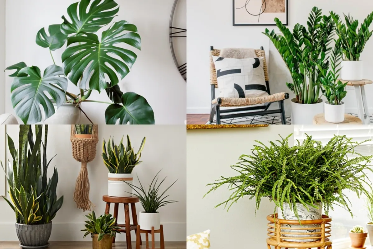 Cây cảnh là một yếu tố quan trọng trong nghệ thuật trang trí nội thất và ngoại thất, mang đến không gian sống một vẻ đẹp xanh mát và hài hòa