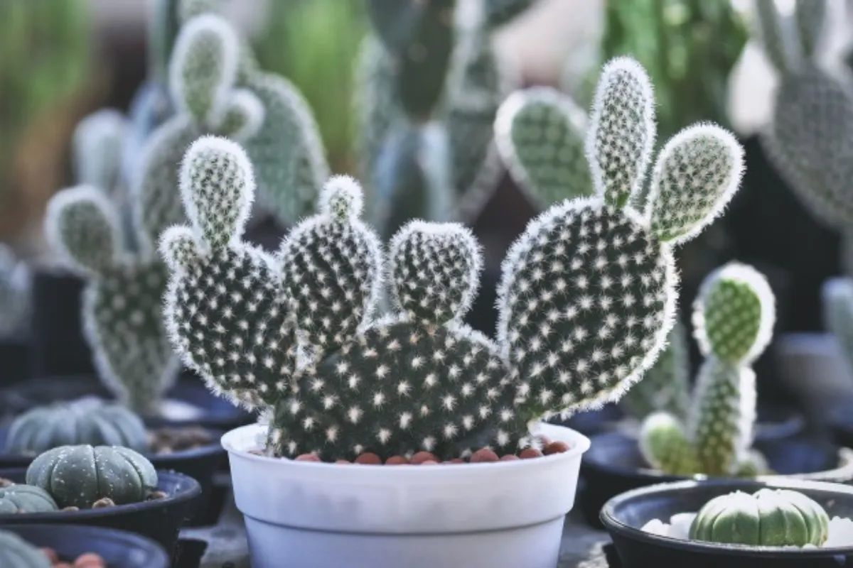 Sử dụng cây Xương Rồng Tai Thỏ giúp bảo vệ gan