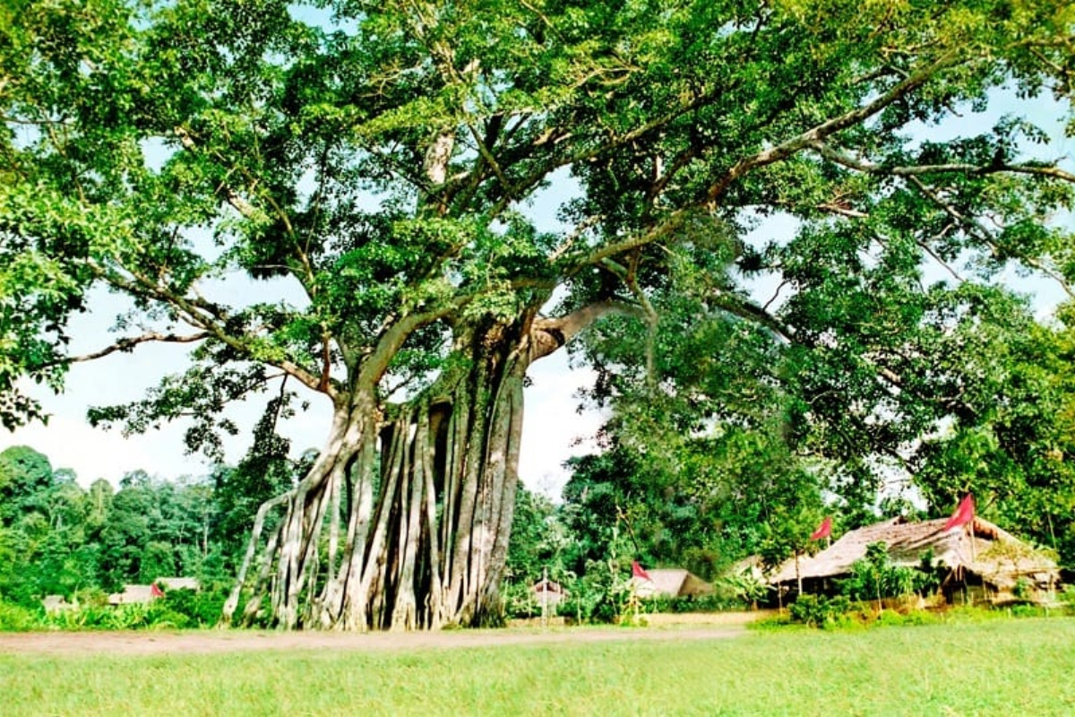 Cây đa