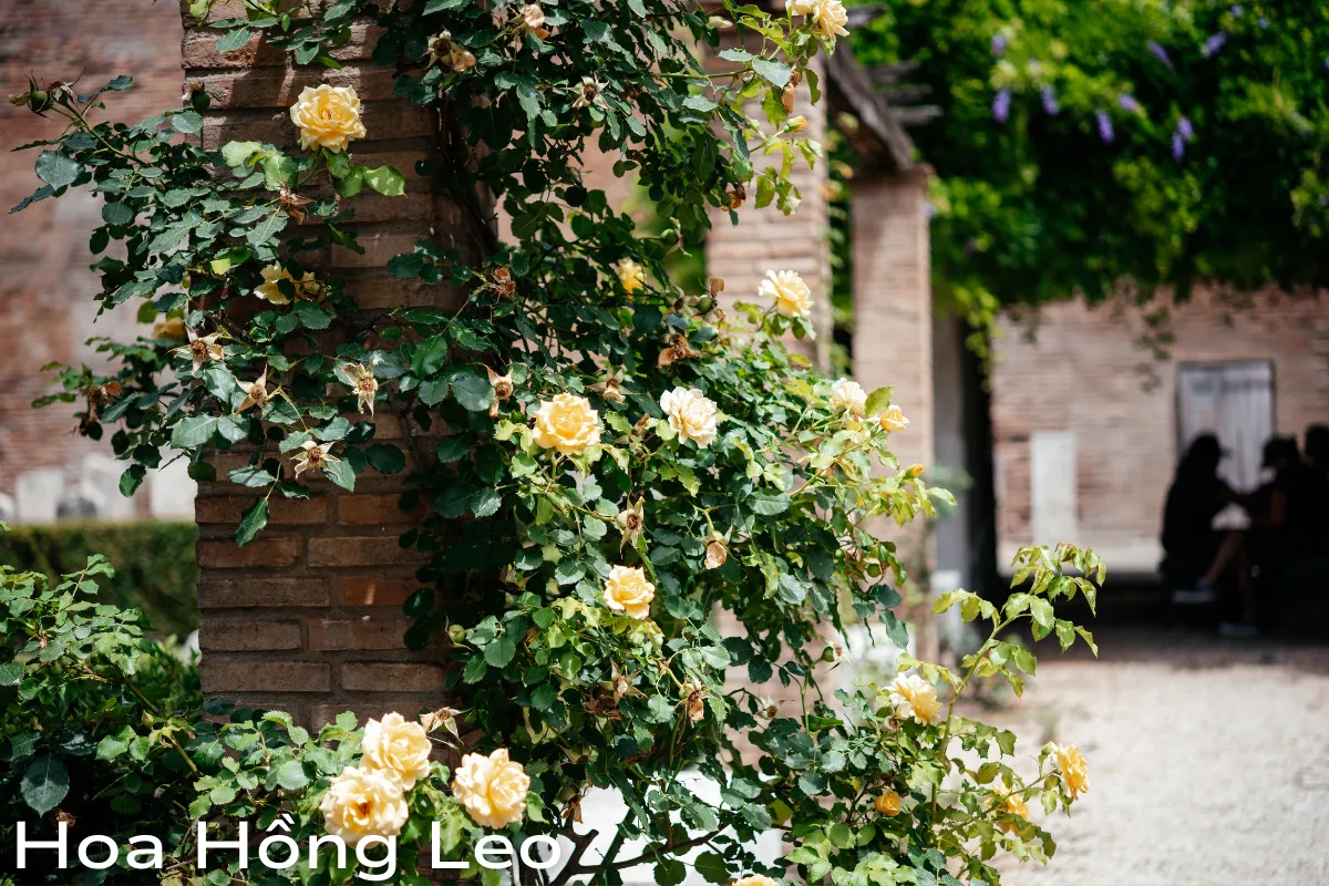 Hoa dễ chăm sóc trong vườn Top các loài nổi tiếng nhất 2024