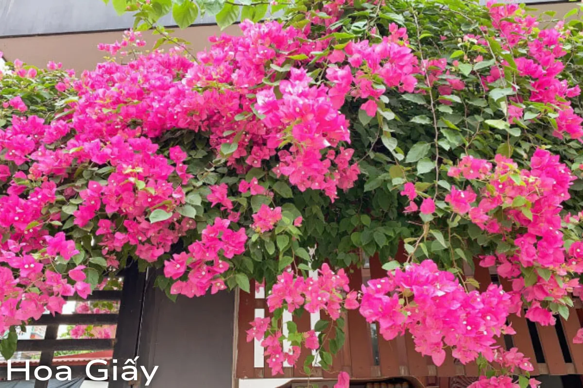 Hoa dễ chăm sóc trong vườn Top các loài nổi tiếng nhất 2024