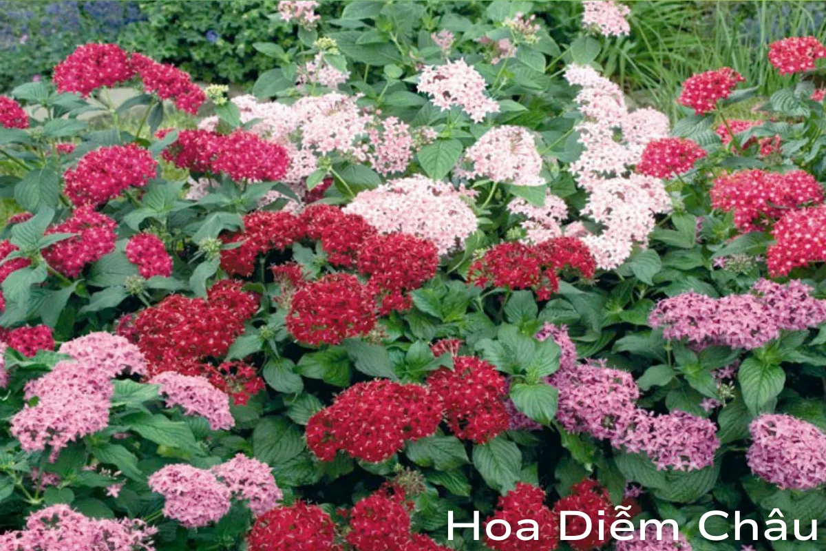 Hoa Diễm Châu
