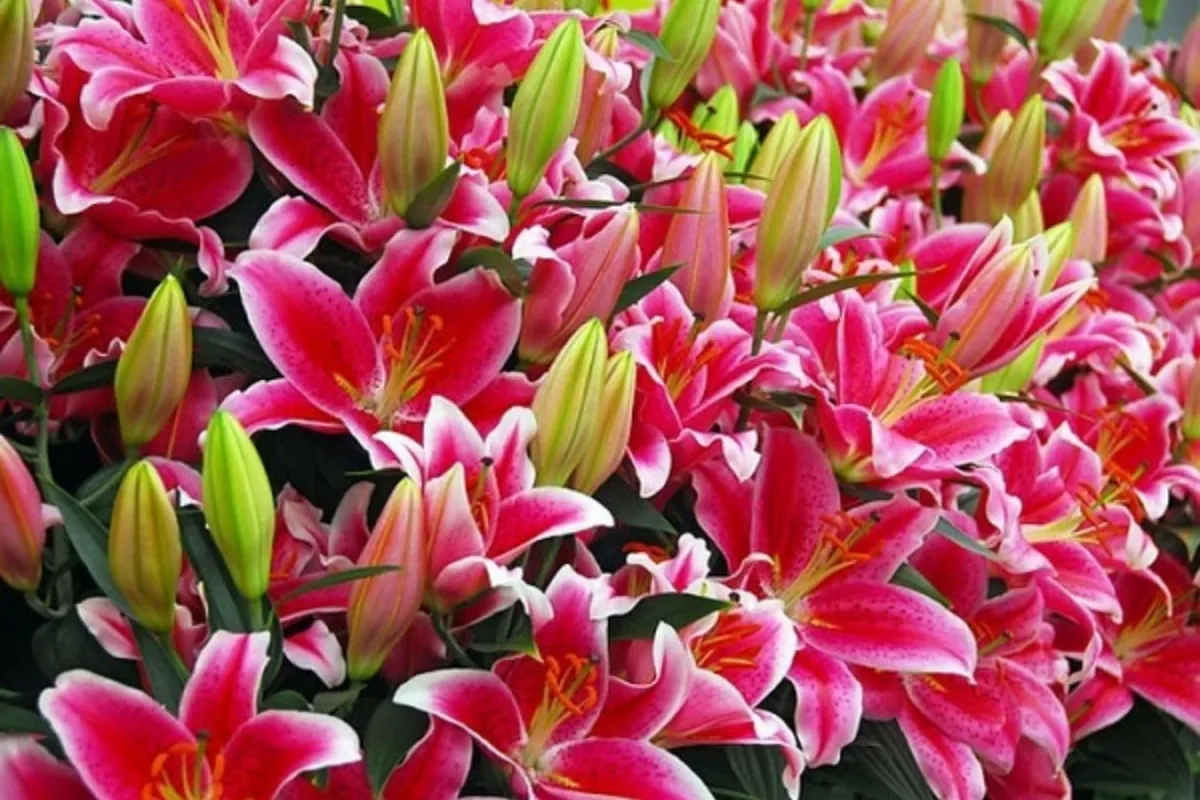 Hướng dẫn cách chọn giống hoa đẹp