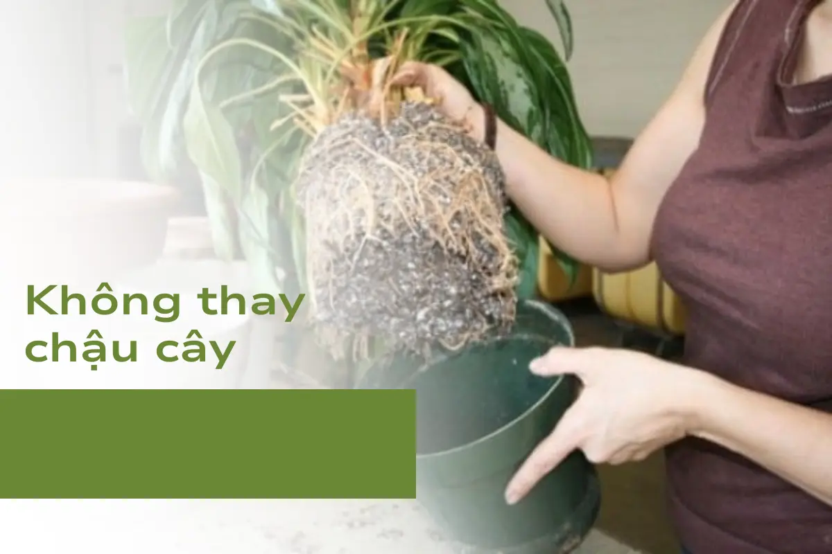 Điều cần tránh số 4: Không thay chậu