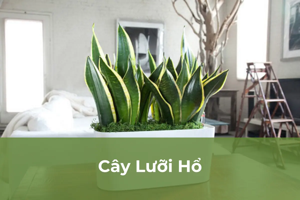 Cây Lưỡi Hổ