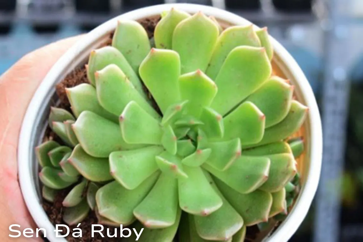 Sen đá Ruby