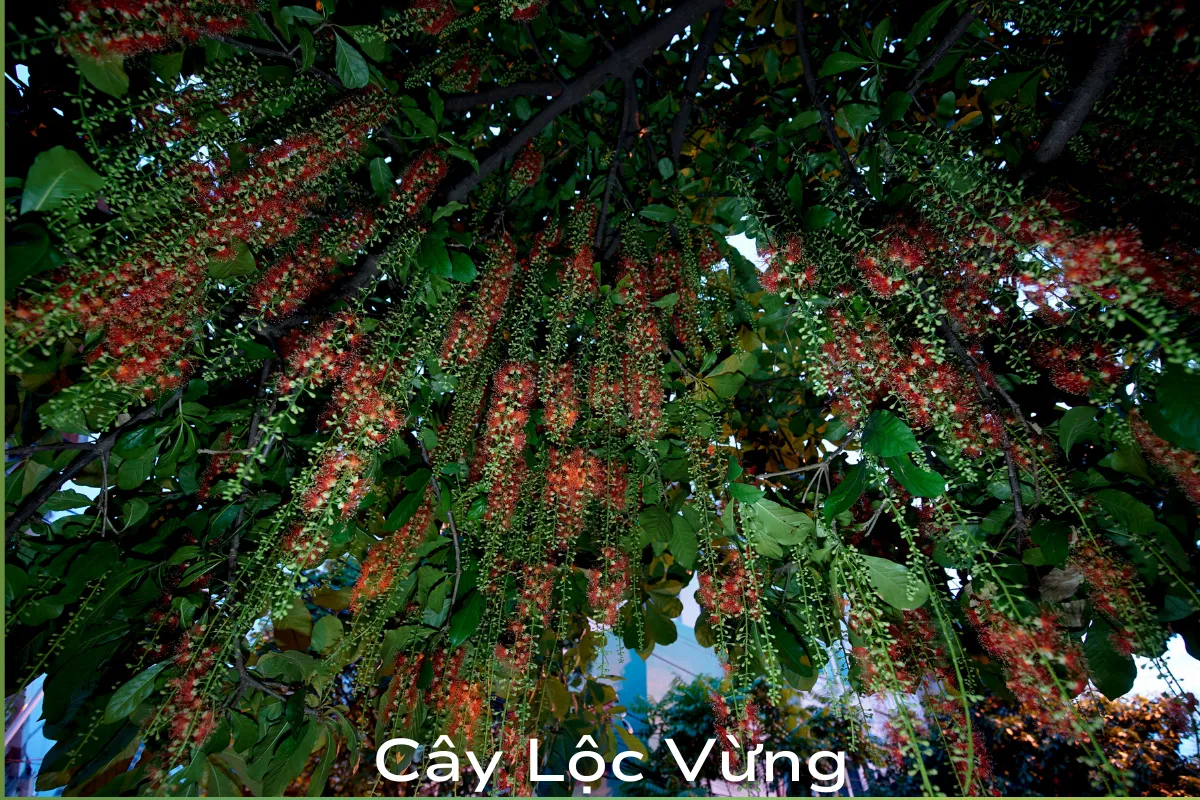 Cây Lộc Vừng