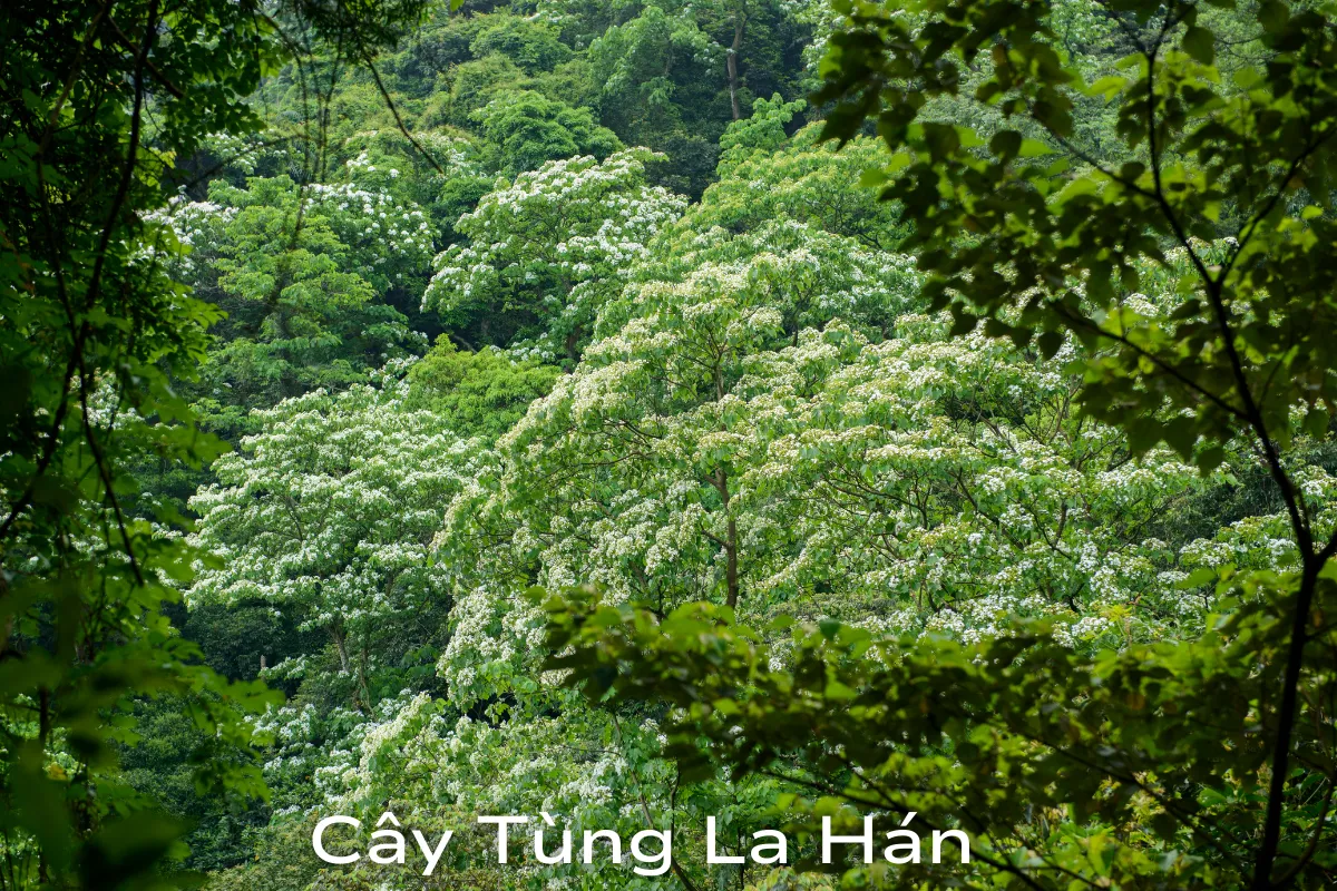 Khám phá chi tiết các loài cây cảnh ngoài trời dễ trồng- Phần 1