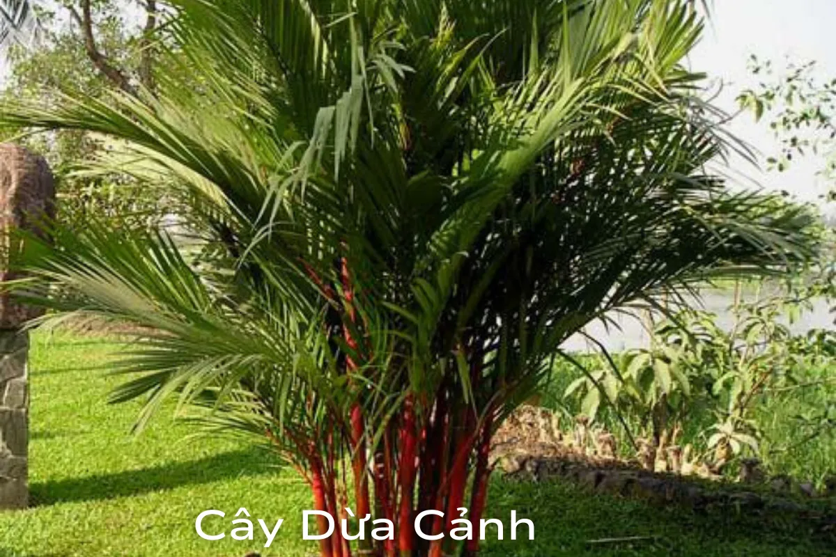 Cây Dừa Cảnh