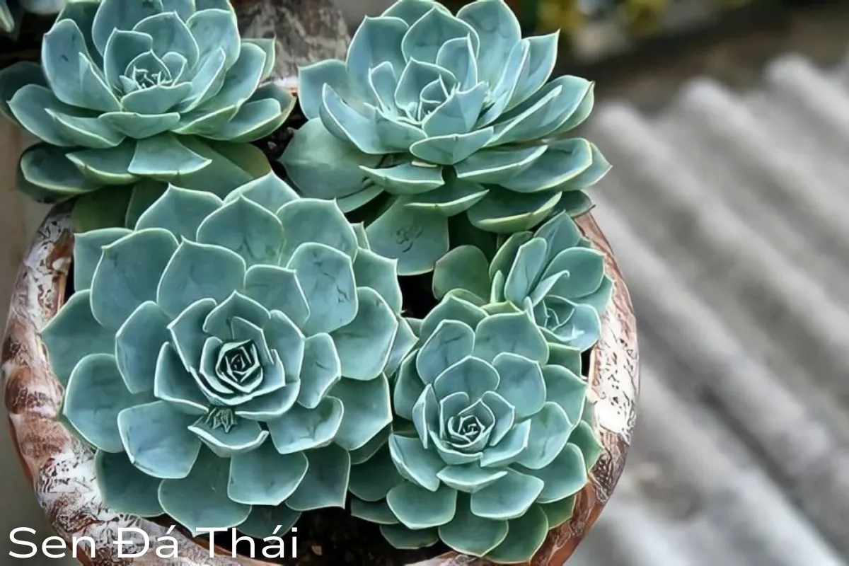 Khám phá chi tiết các loài nổi tiếng nhất 2024 1