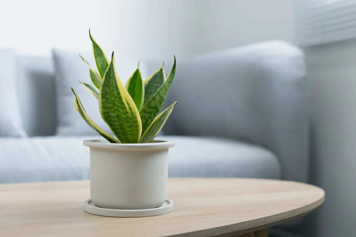 Công dụng của cây trồng hữu ích - cây Lưỡi Hổ