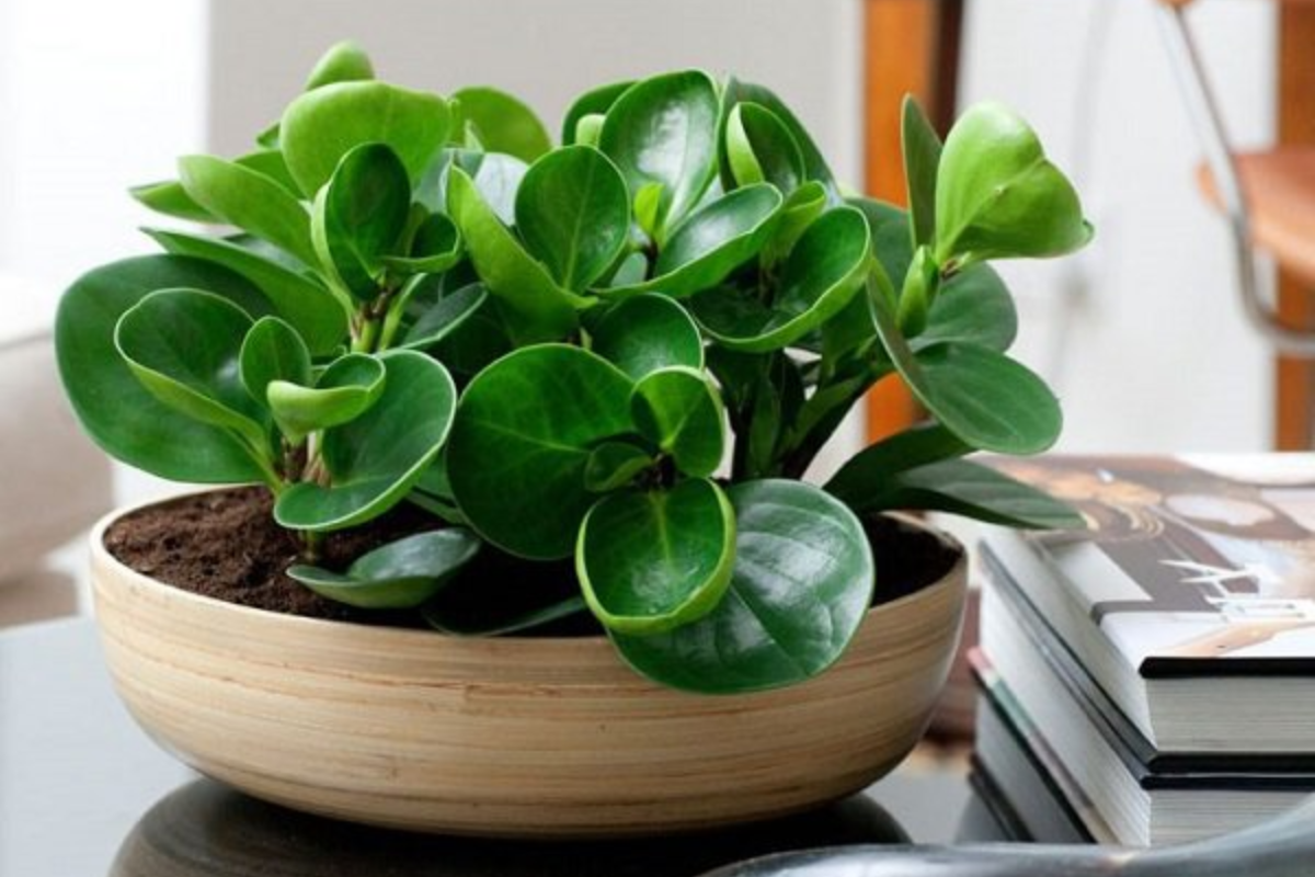 12 Cung Hoàng Đạo Hợp Với Cây Gì? Phần 1