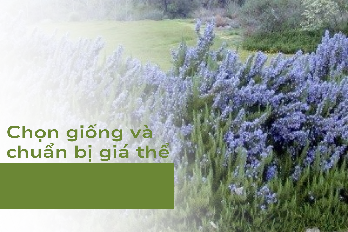 Chọn giống và chuẩn bị giá thể đúng tránh tình trạng Hương Thảo bị chết