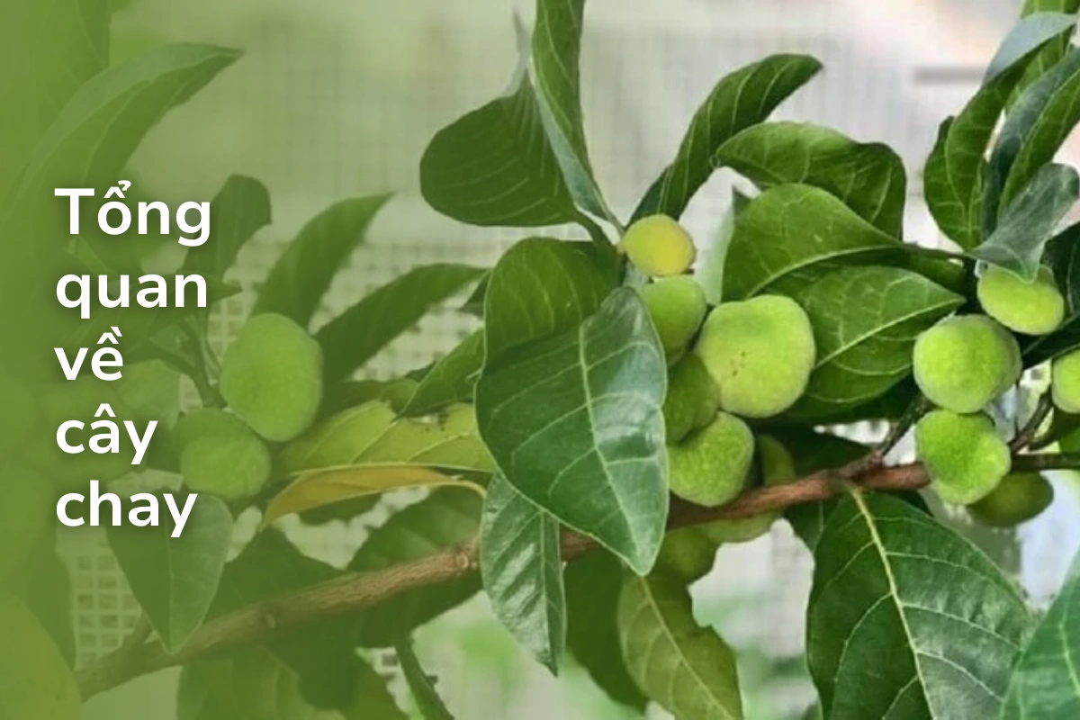 Tổng quan về cây chay