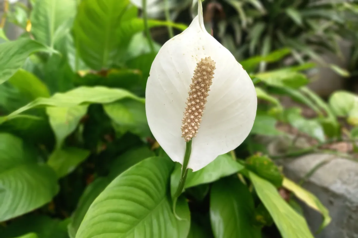 Một số đặc điểm của cây Lan Ý