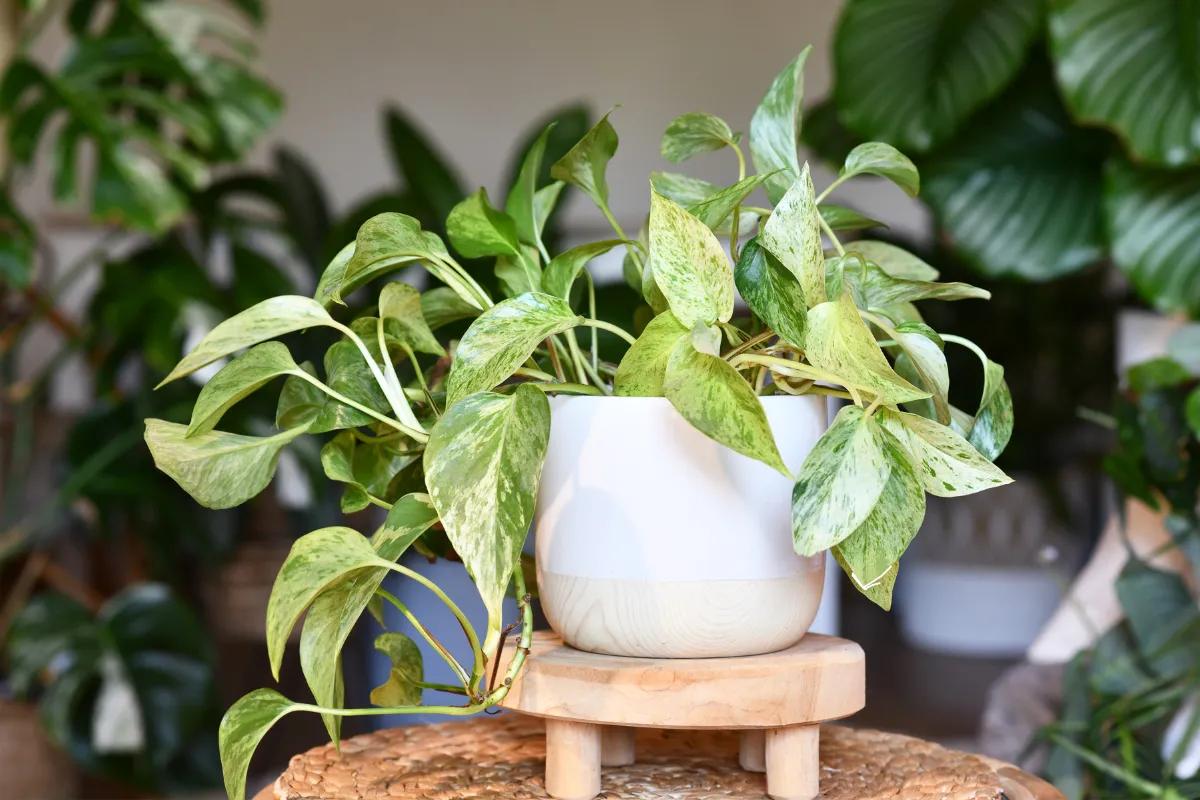 Một số hình ảnh của cây Trầu Bà