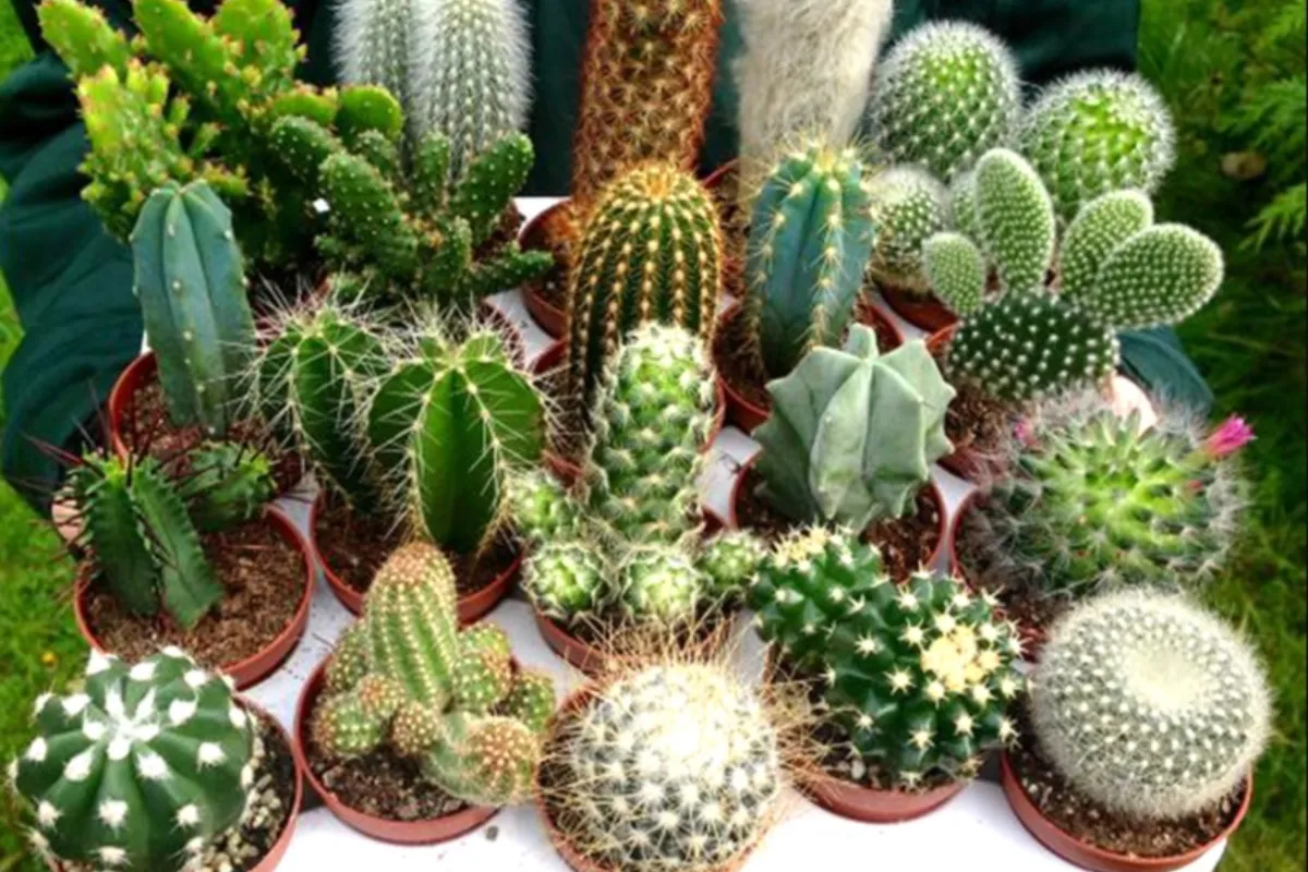 Một số lưu ý khi sử dụng cây Xương Rồng Tai Thỏ