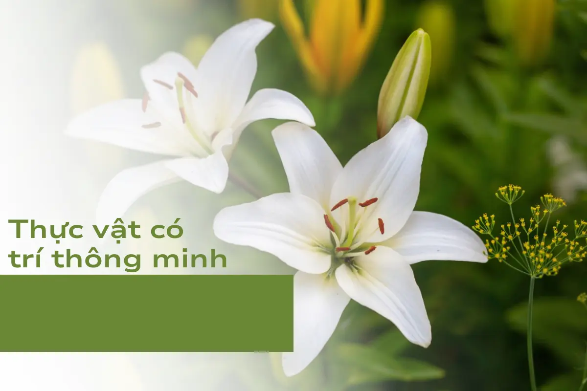 Thí nghiệm cho thấy thực vật có trí thông minh